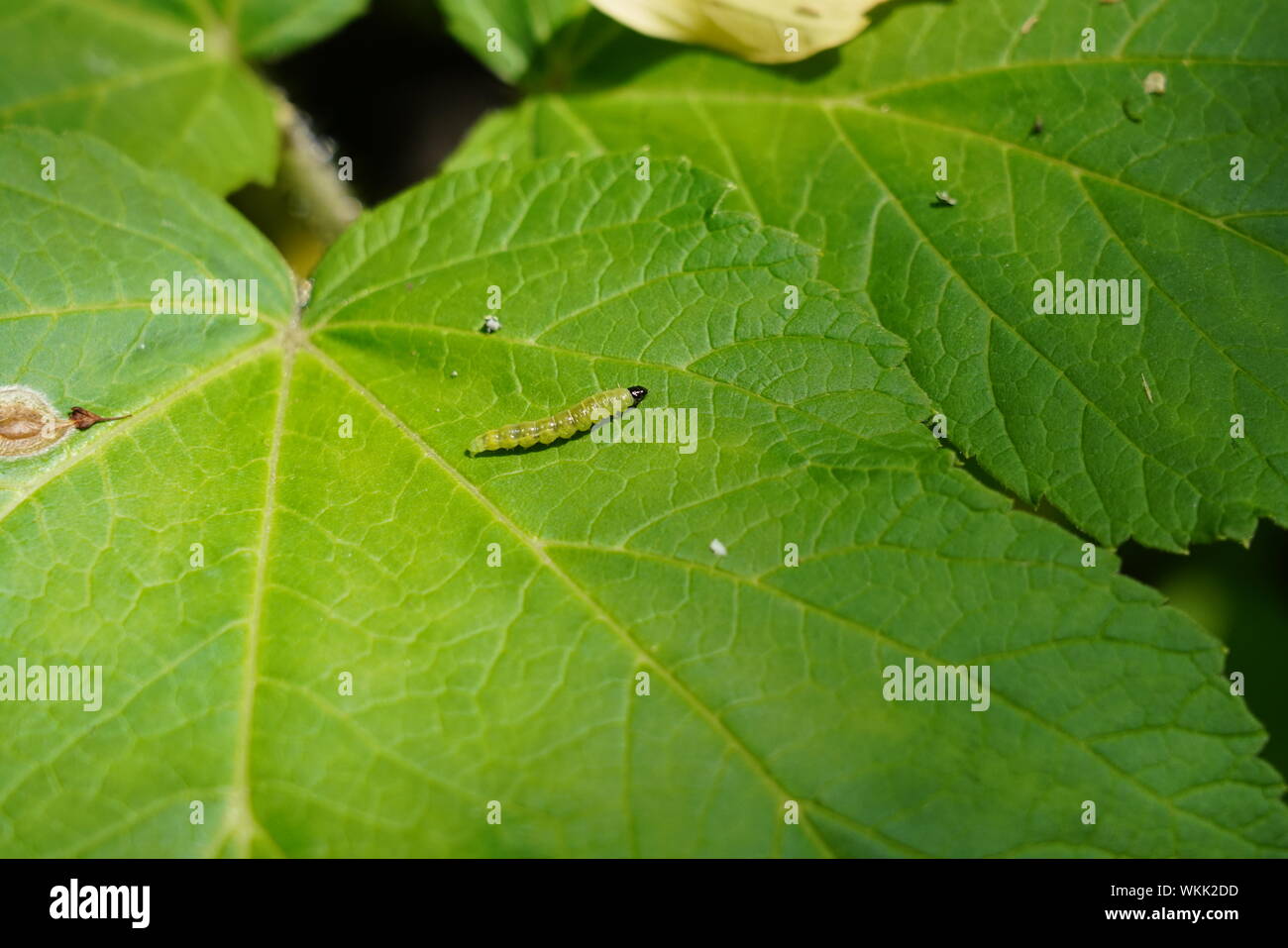 Papillon Blanc du chou Caterpillar Banque D'Images