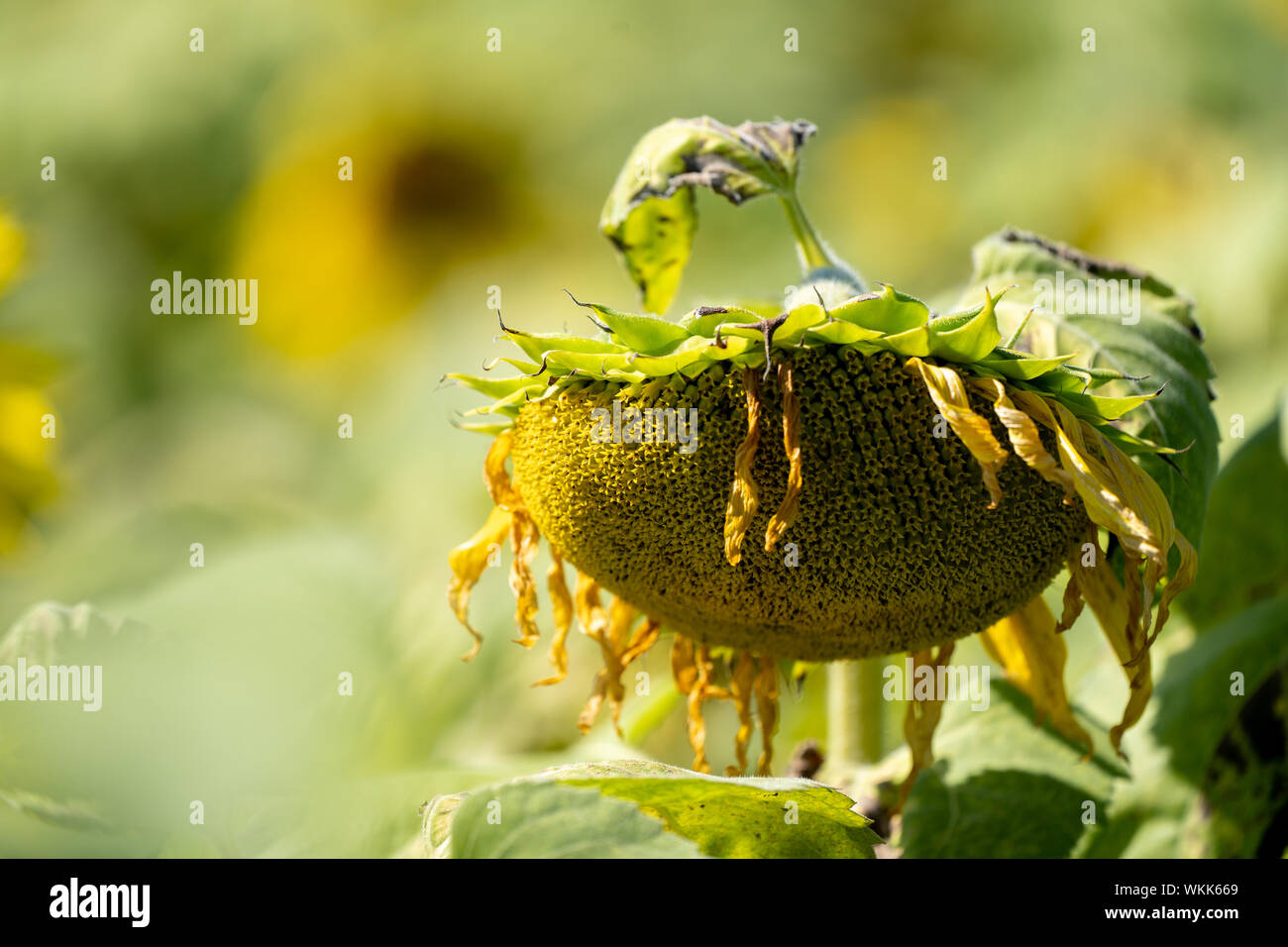 Le flétrissement, dead tournesol sur une journée ensoleillée. Concept pour l'évolution des saisons, l'approche de l'automne Banque D'Images