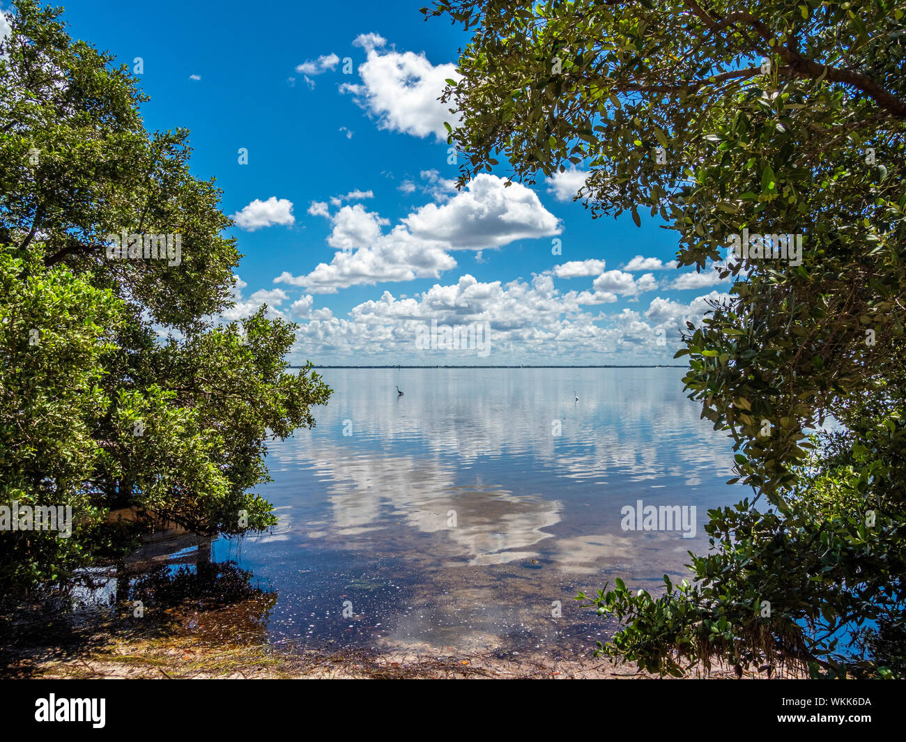 Les nuages blancs dans le ciel bleu se reflétant dans la baie de Sarasota prises de Joan M Durante Park sur Longboat Key dans le sud-ouest de la Floride Banque D'Images