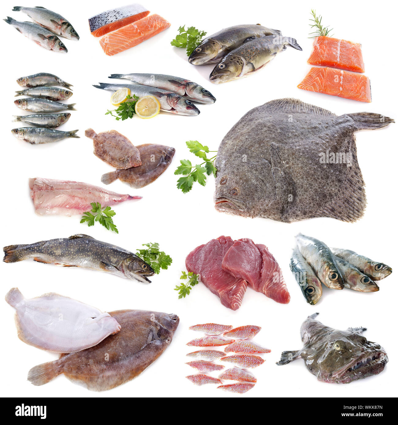 Groupe de poissons in front of white background Banque D'Images