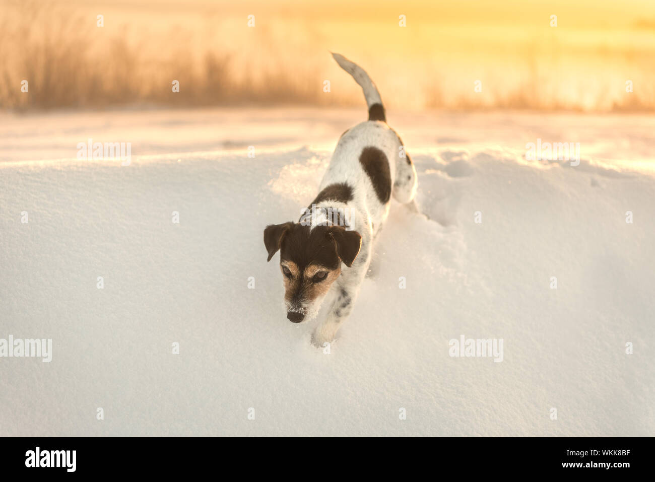 Chien court dans la neige en hiver au lever du soleil - Broken Jack Russell Terrier Tricolore Banque D'Images