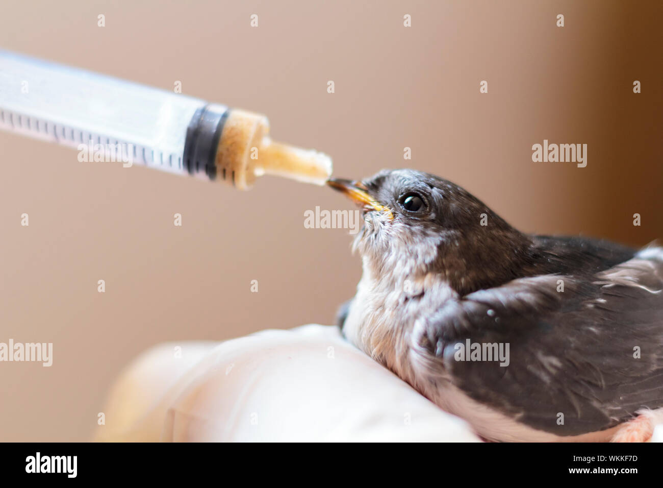 Avaler jeune oiseau Banque de photographies et d’images à haute résolution Alamy