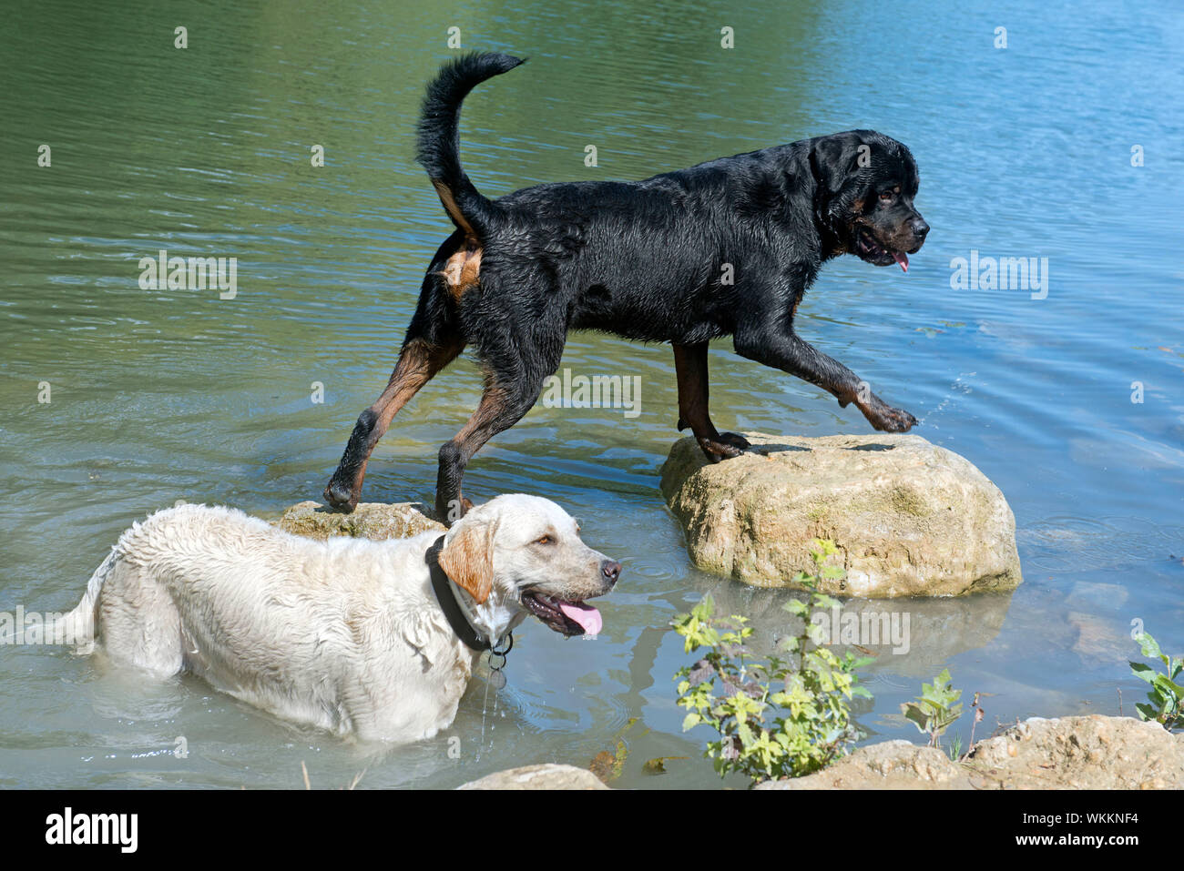 Labrador rottweiler Banque de photographies et d’images à haute ...