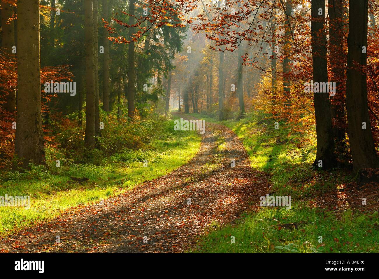 Sentier de randonnée pédestre à travers la forêt ensoleillée à l'automne, les rayons brillent à travers le brouillard du matin, de Reinhardswald, Hesse, Allemagne Banque D'Images