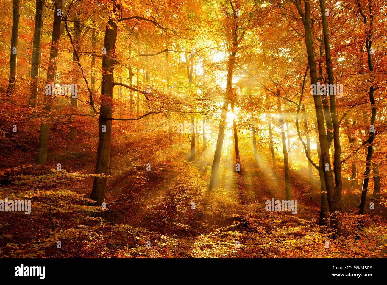 Matin de brume dans la forêt, lumière dorée, rayons brillent à travers le feuillage d'automne, Harz, Saxe-Anhalt, Allemagne Banque D'Images