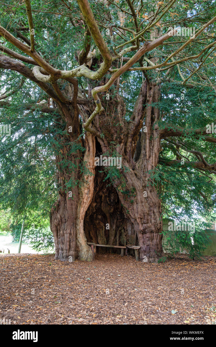 Yew Tree ancienne dans le cimetière de St Bartholomew church, beaucoup Marcle, Herefordshire, Angleterre Banque D'Images
