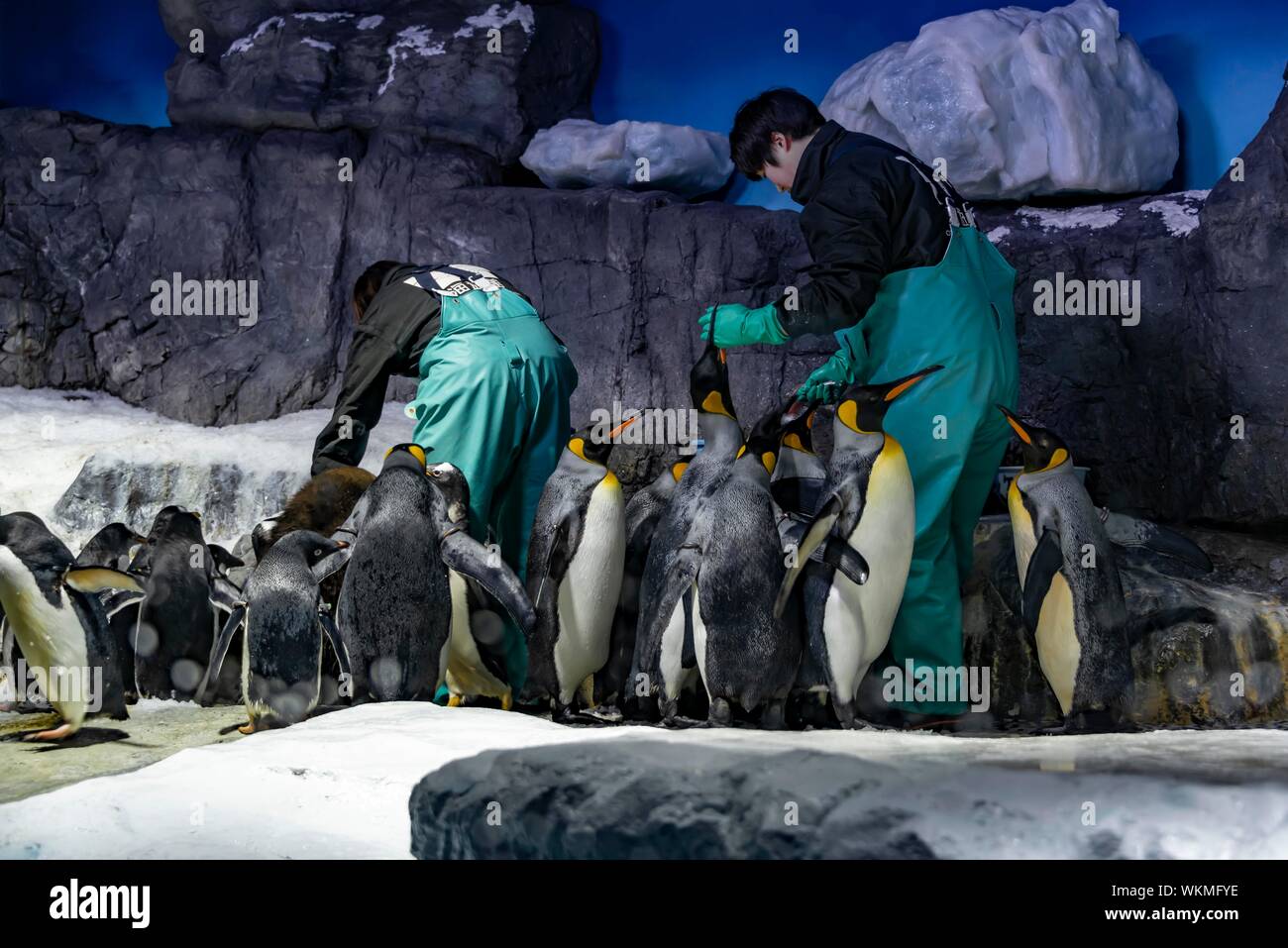 Manchots empereurs (Aptenodytes forsteri) sont alimentées par les éleveurs, l'Aquarium Kaiyukan d'Osaka, Osaka, Japon Banque D'Images