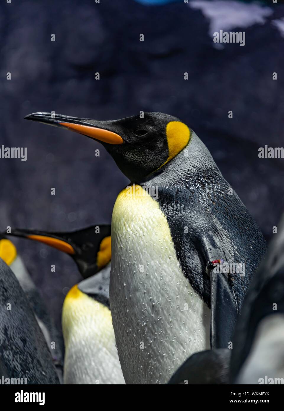 Manchots empereurs (Aptenodytes forsteri), Osaka Kaiyukan Aquarium, Osaka, Japon Banque D'Images