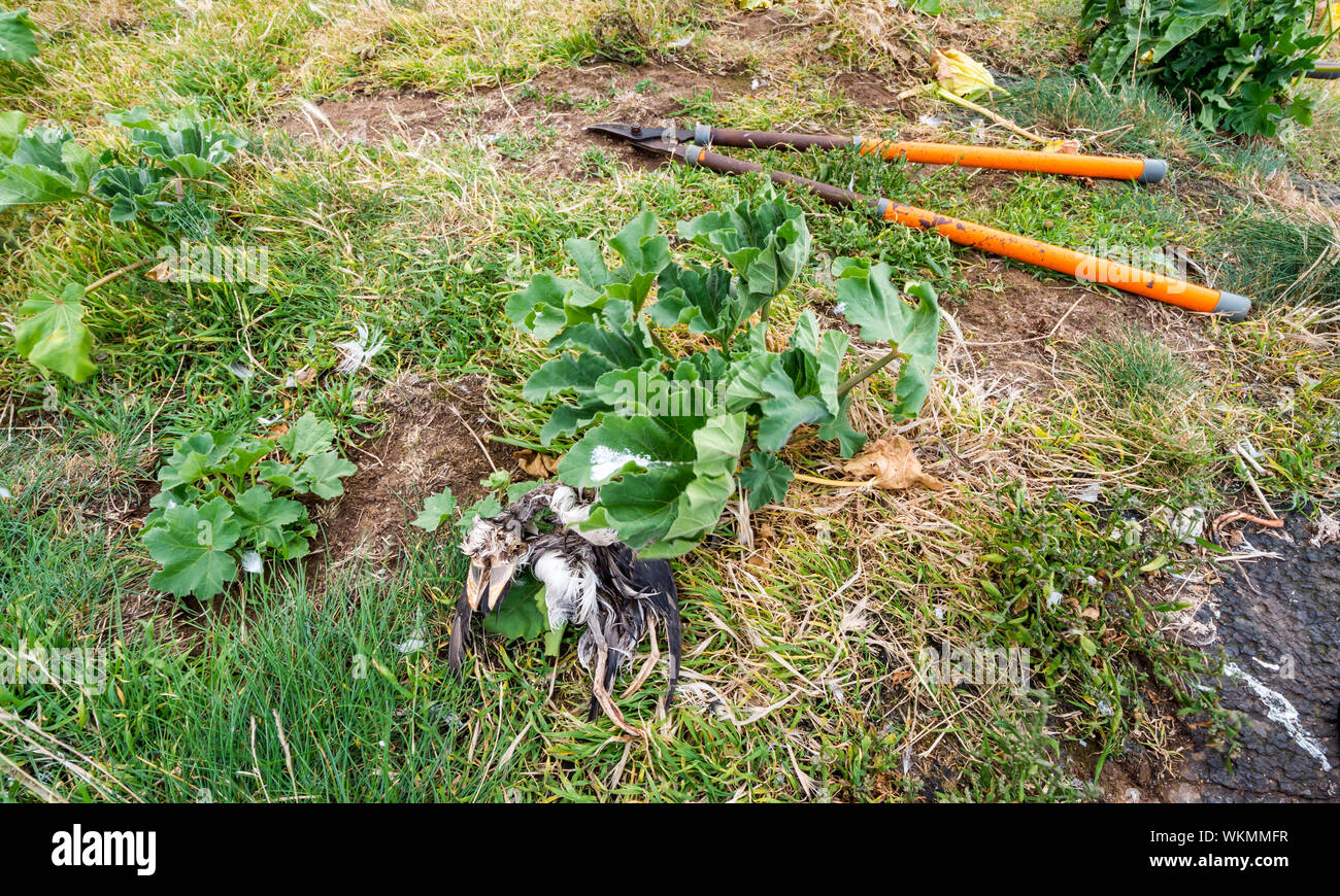 Craigleith Island, Firth of Forth, East Lothian, Écosse, Royaume-Uni, 4 septembre 2019. Un groupe de travail de bénévoles passe la journée sur l'île inhabitée, juste au large de la côte de North Berwick, en coupant la miche d'arbre, une espèce non indigène envahissante de plantes qui empêche de créer des terriers pour se reproduire. Le projet est organisé par le Scottish Seabird Centre, avec des volontaires qui coupèrent la malow d'arbre pour l'éradiquer. Couper la malow d'arbre avec une vue ON trouve UN macareux mort Banque D'Images