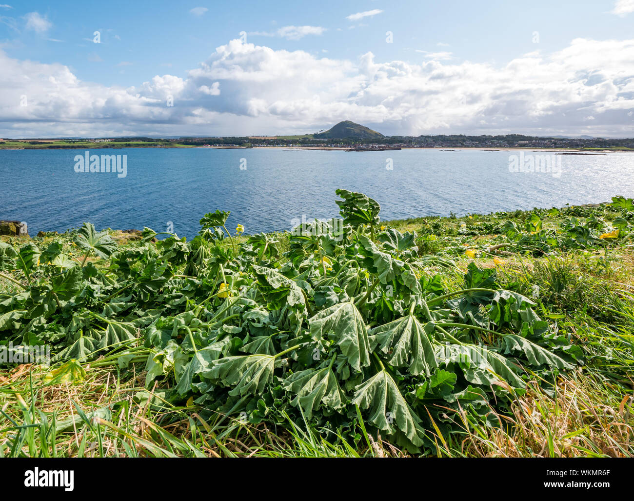 Craigleith Island, Firth of Forth, East Lothian, Écosse, Royaume-Uni, 4 septembre 2019. Un groupe de travail de bénévoles passe la journée sur l'île inhabitée, juste au large de la côte de North Berwick, en coupant la miche d'arbre, une espèce non indigène envahissante de plantes qui empêche de créer des terriers pour se reproduire. Le projet est organisé par le Scottish Seabird Centre, avec des volontaires qui coupèrent la malow d'arbre pour l'éradiquer. Couper la malow de l'arbre avec une vue de la loi de Berwick Banque D'Images