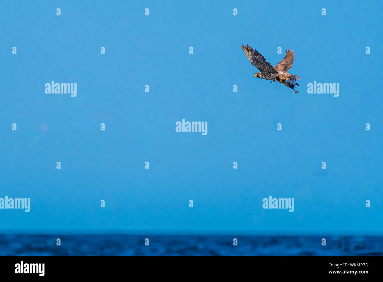 Le faucon pèlerin (Falco peregrinus) flyiing avec sa proie, un grèbe à cou noir (Podiceps nigricollis) qu'elle extirpée de la surface de l'océan. Banque D'Images