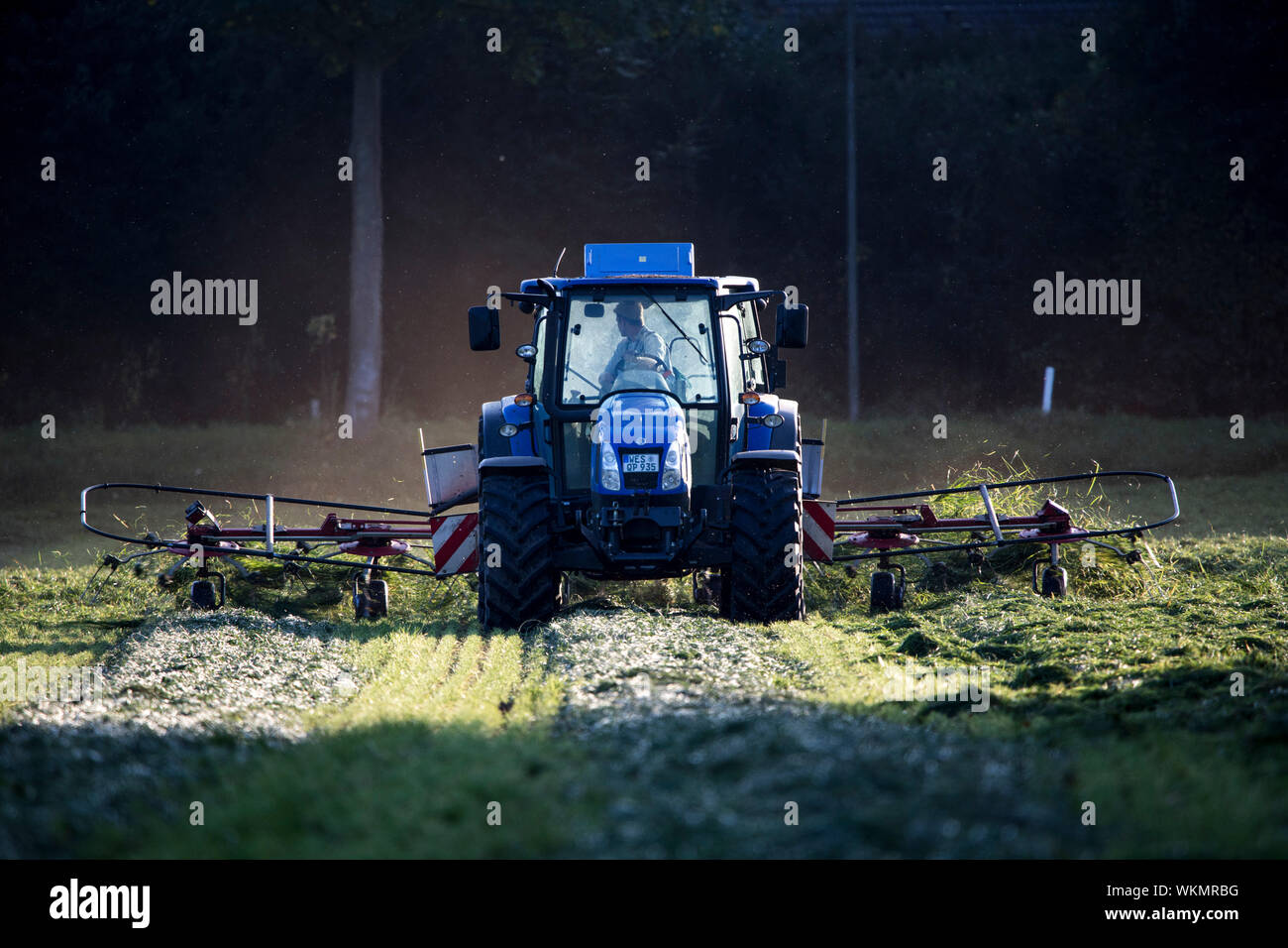 Agriculteur, dans le Dingder Heide, Parc Naturel Hohe Mark Westmünsterland, transforme l'herbe fauchée sur un pâturage, avec un tracteur, Allemagne Banque D'Images