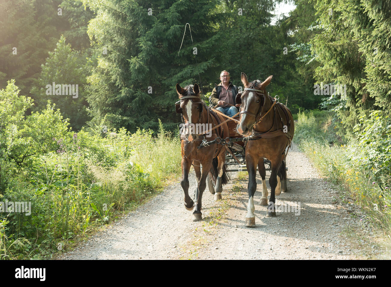 Un homme de 60 ans conduit un chariot avec deux chevaux lourds de Thuringe saxonne (sang chaud). Il vient de la forêt. Le soleil brille dans l'été. Banque D'Images