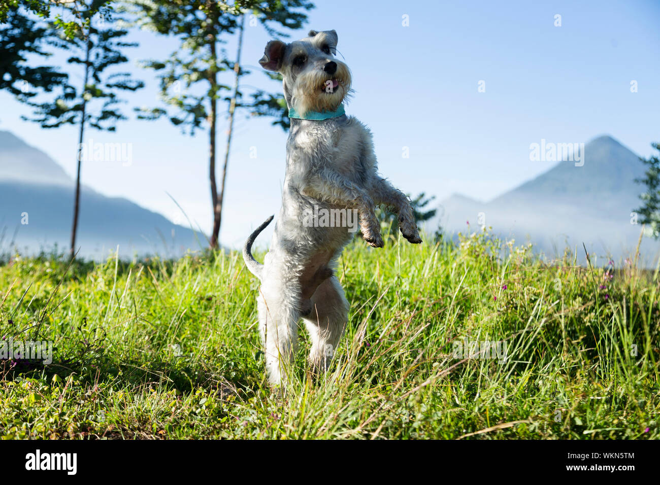 Petit chien gris sautant et souriant dans le domaine au lever du soleil Banque D'Images