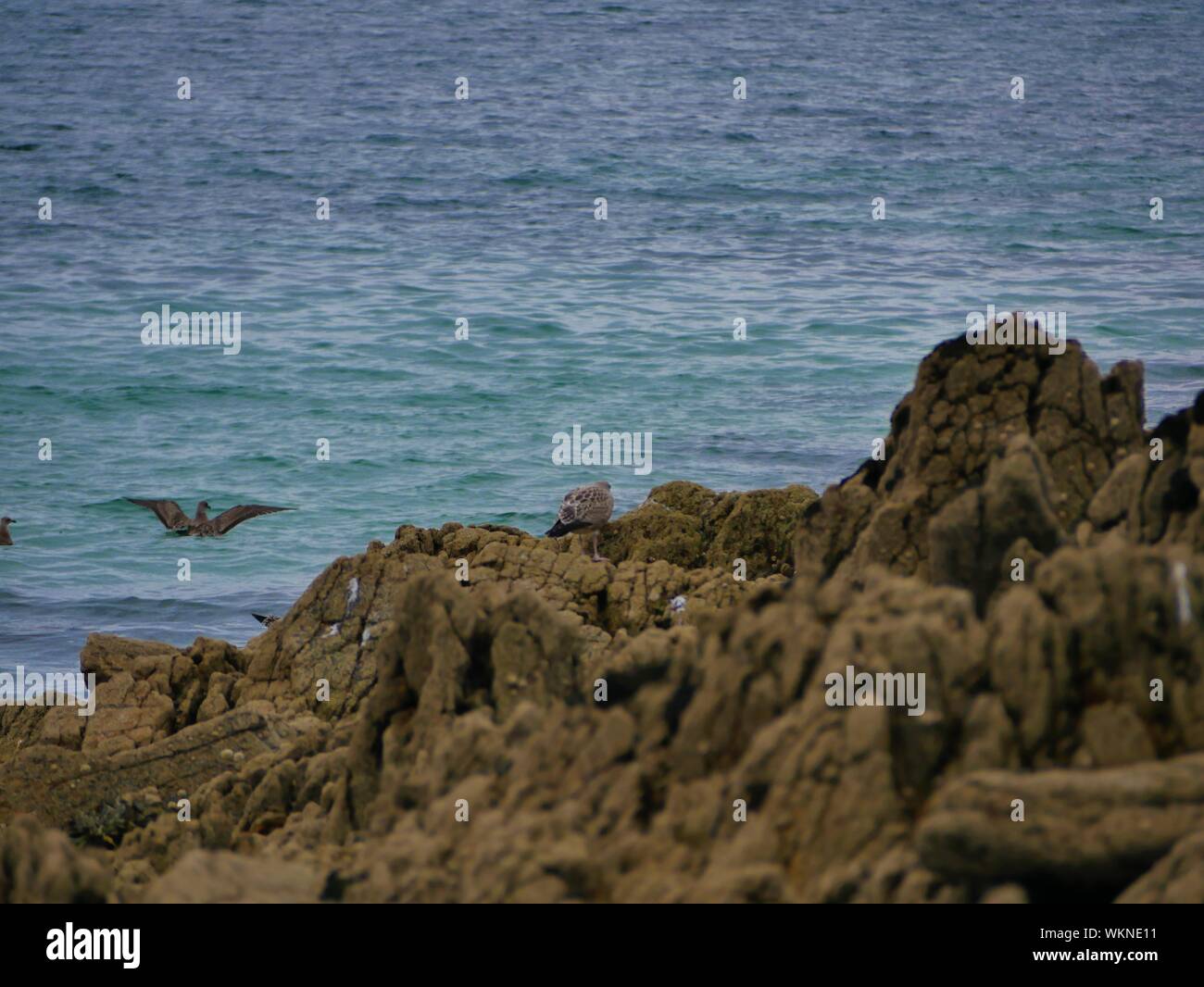 Une mouette marron posée sur un rocher et deux autres se baignant dans l'océan , une la plage de plouguerneau , altantique , bretagne Banque D'Images