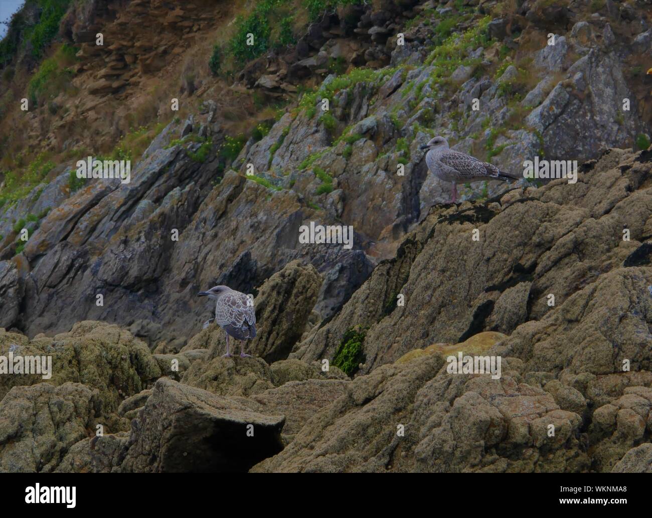 Deux mouettes , une de profil, une tournant le dos , sur les rochers de la plage de plouguerneau , bretagne france Banque D'Images