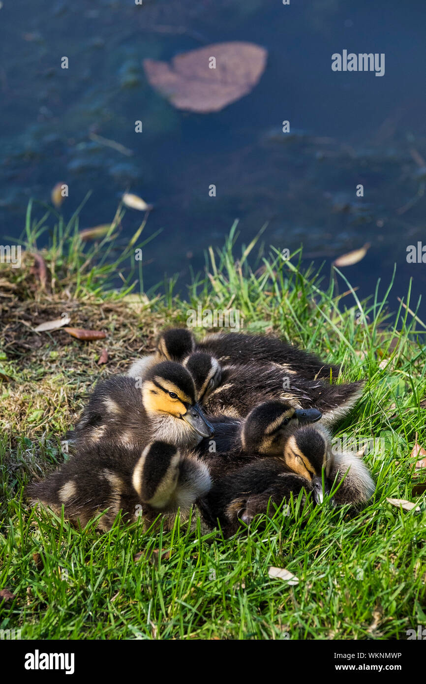 Une couvée de canetons colvert Anas platyrhynchos entassés pour plus de chaleur dans un sunny patch sur les rives d'un lac. Banque D'Images