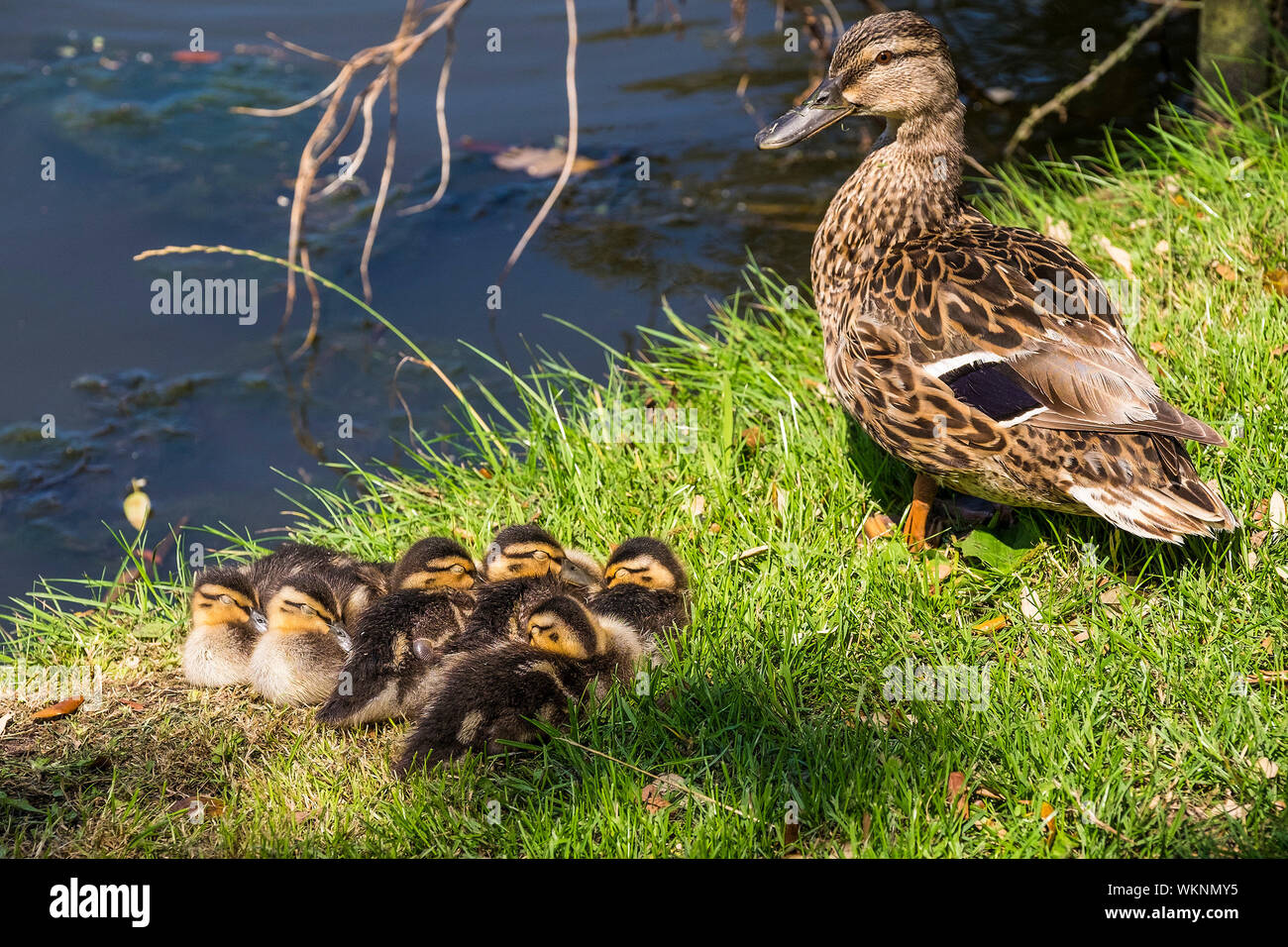 Une femelle Canard colvert Anas platyrhynchos veille sur sa couvée de canetons dormir et groupés pour plus de chaleur dans un sunny patch sur les rives o Banque D'Images