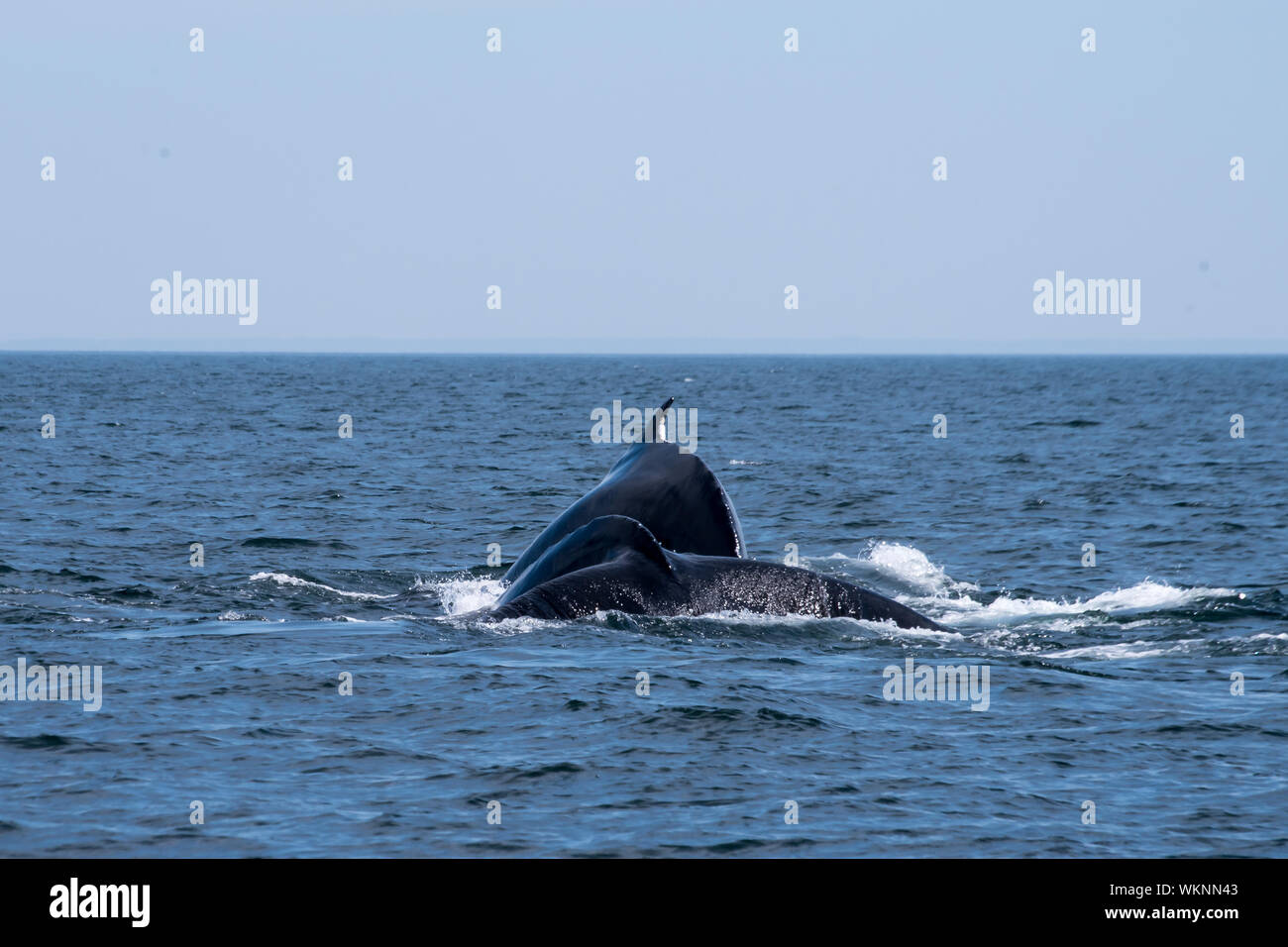 Deux baleines à bosse à la fois la plongée dans la baie de Fundy Banque D'Images