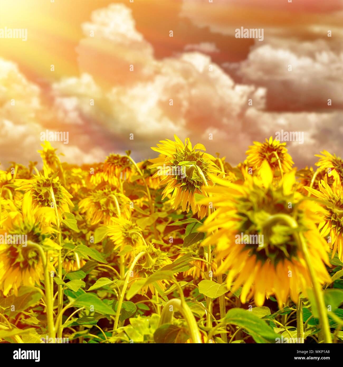 Champ De Tournesol Sur Le Coucher Du Soleil Le Champ De Tournesols Murs Belle Grande Fleurs Jaunes L Europe A L Automne Les Terres Cultivees De La Toscane Italie Pour Le Secteur Alimentaire Photo