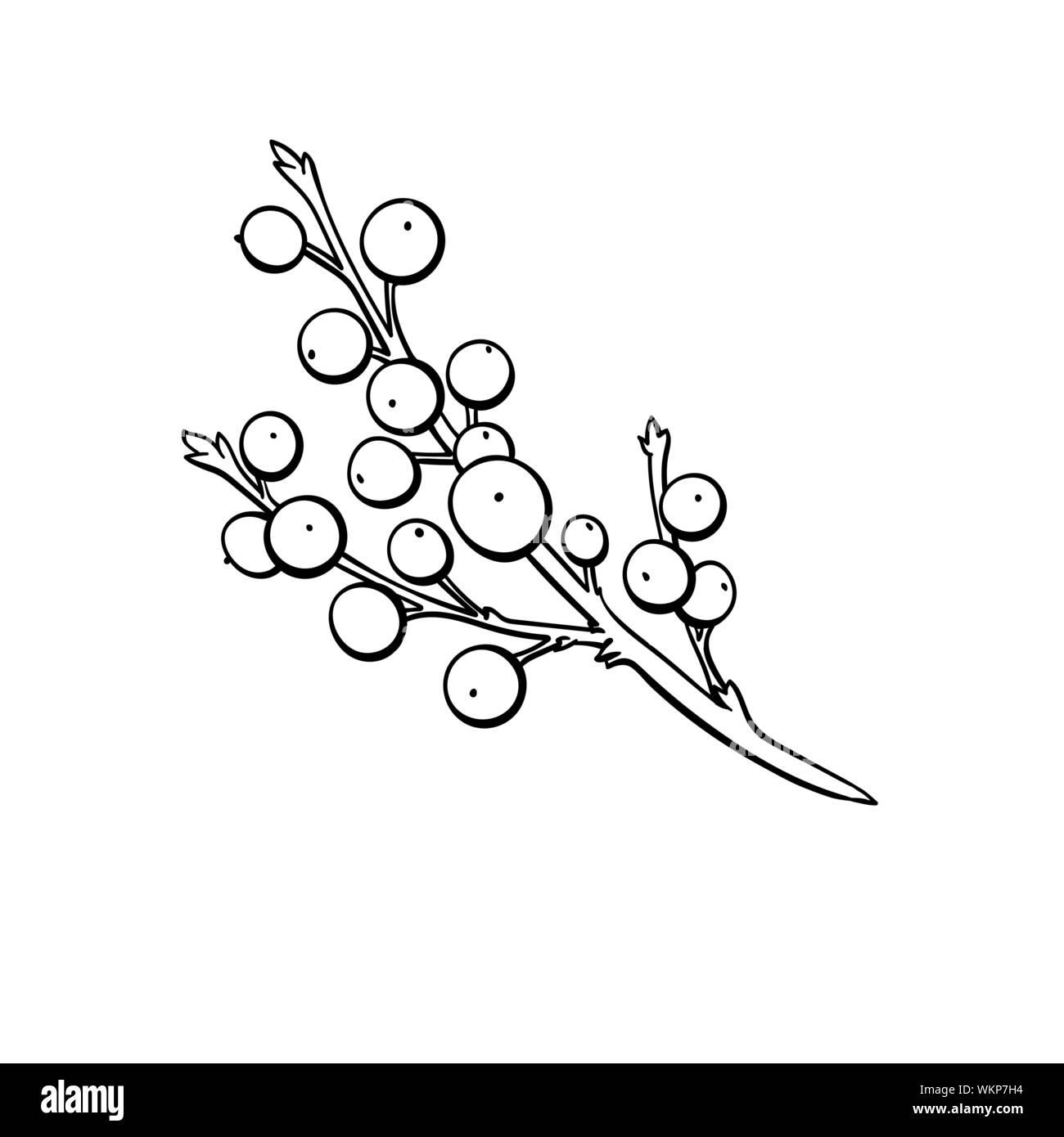Bouquet de gui hand drawn vector illustration. Branche avec les petites baies, arbuste à feuilles à colorier fœtus. La flore de la forêt d'hiver, plante de Noël traditionnel symbole contour décoratif Illustration de Vecteur