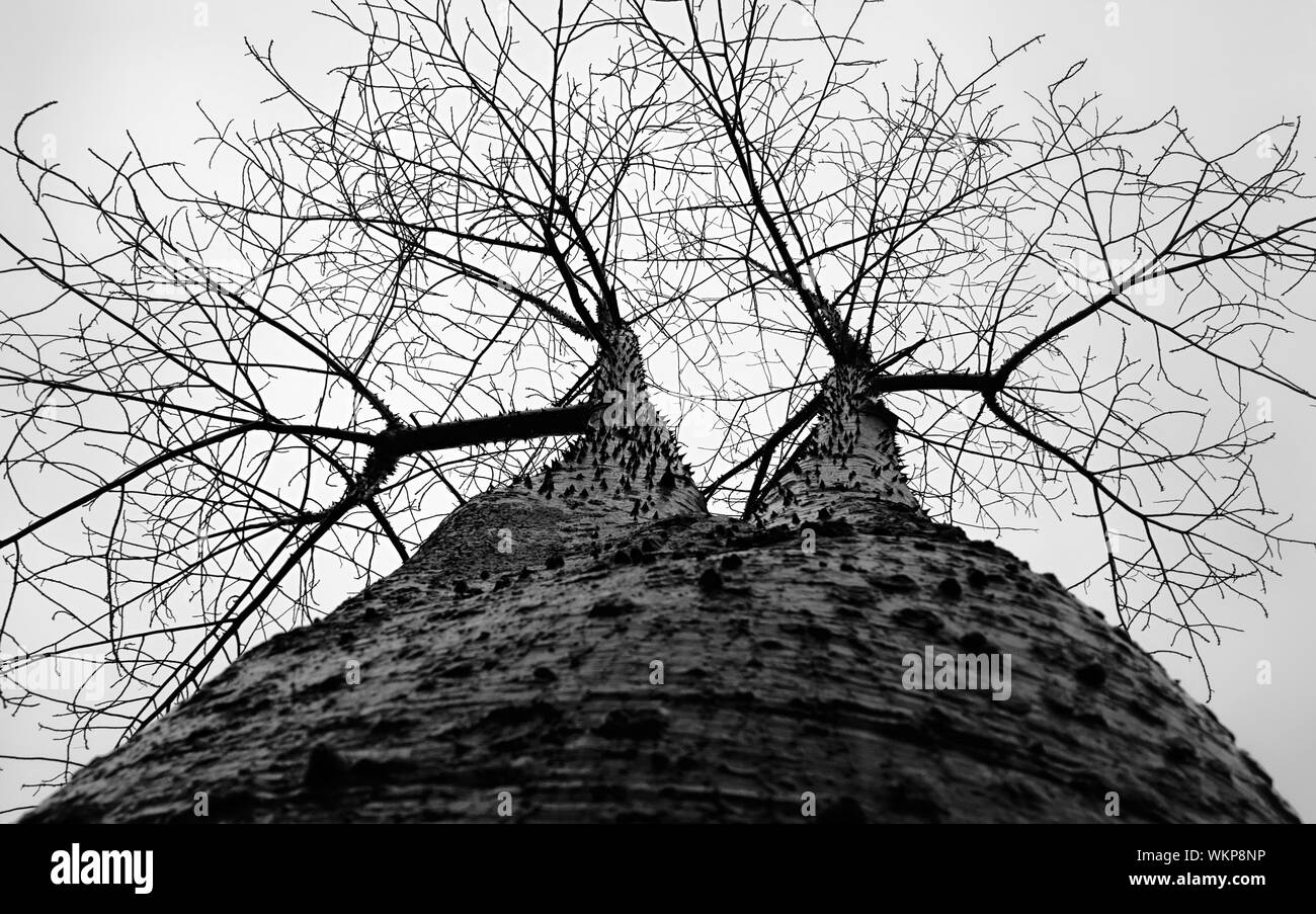 Low angle shot monochromatique d'arbre plein de pointes par branches se propage dans le ciel Banque D'Images