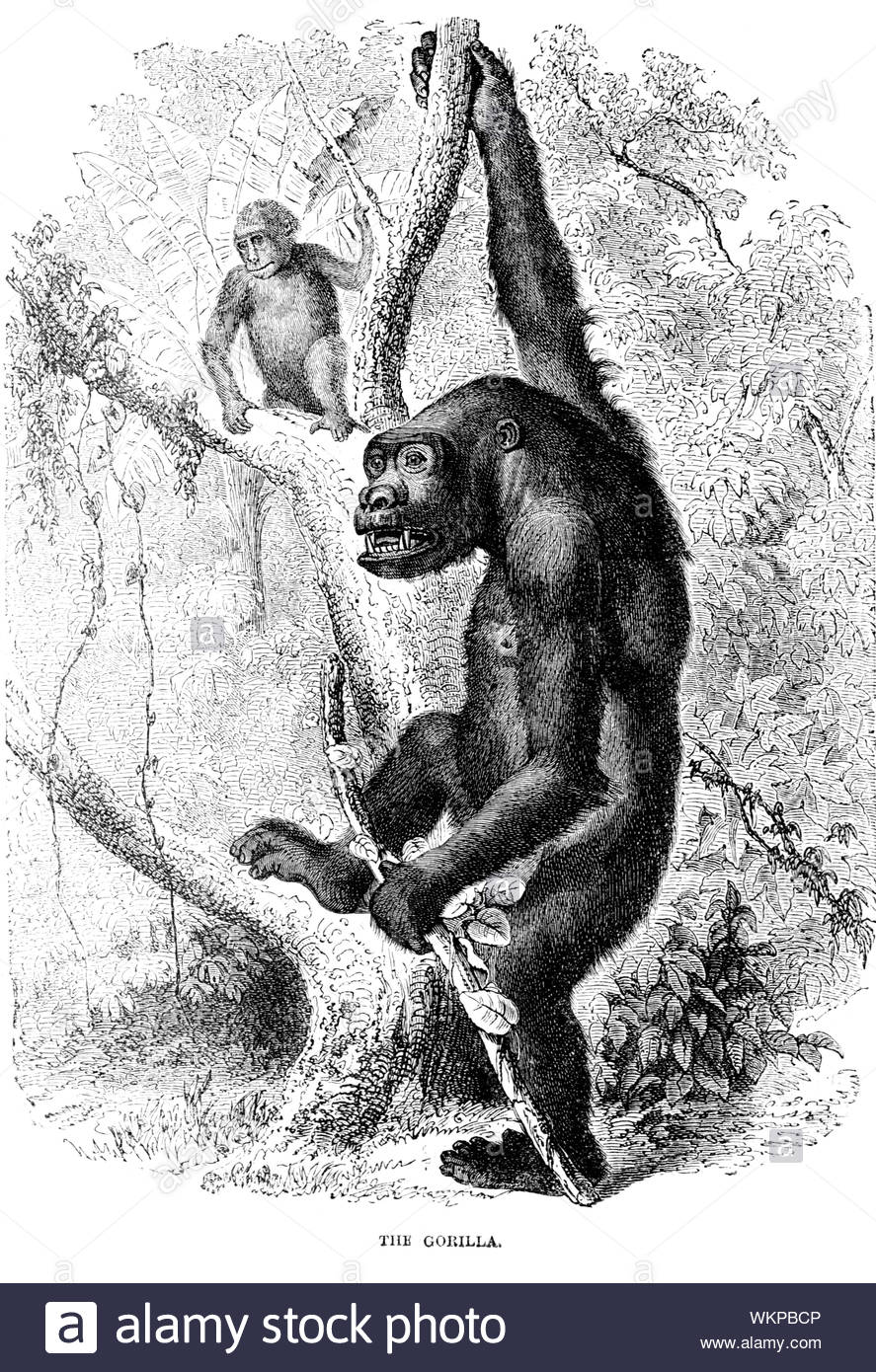Gorille, vintage illustration de 1880 Banque D'Images