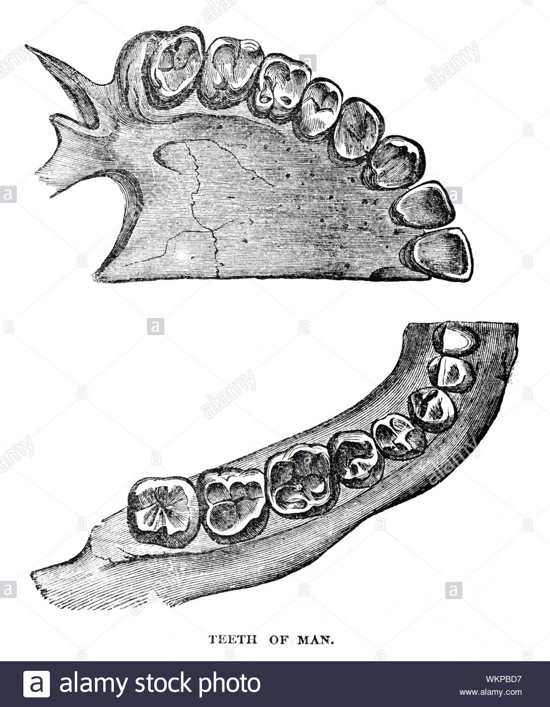 Les dents de l'homme, à partir de 1884 illustration vintage Banque D'Images