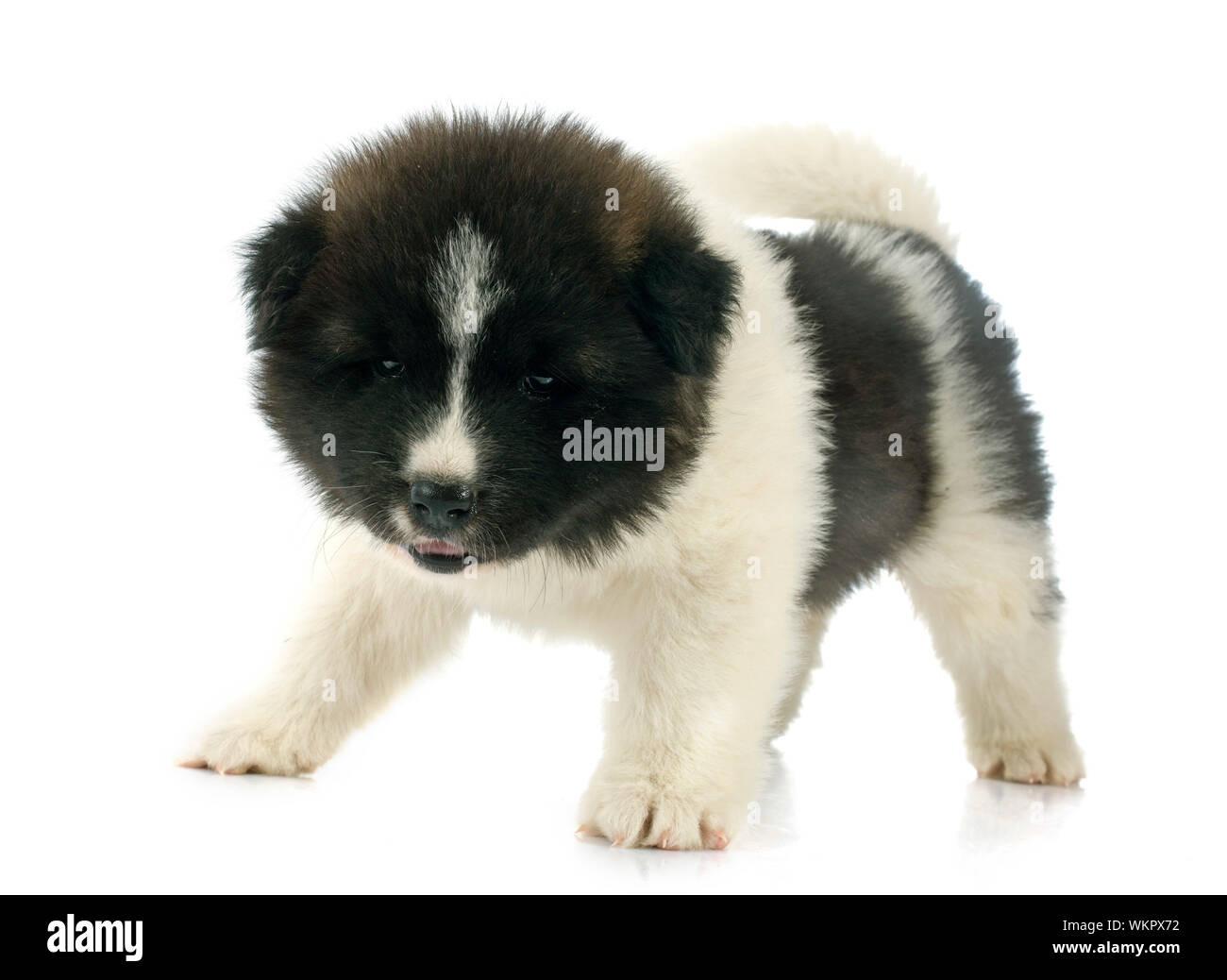 Chiot Akita américain in front of white background Banque D'Images