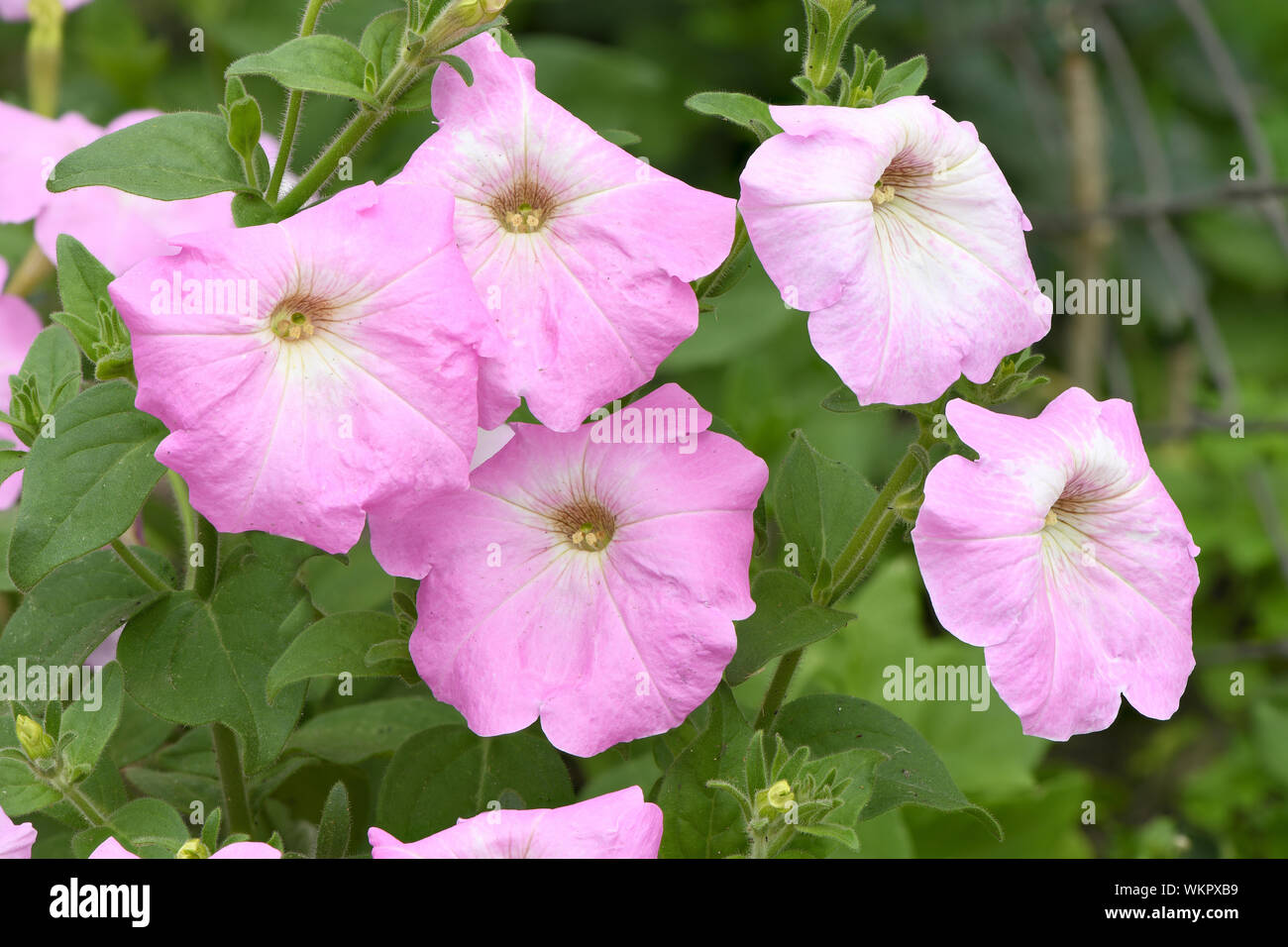 Pétunia violet, belle fleur qui s'épanouit dans le jardin. Photo haute résolution. La profondeur de champ. Banque D'Images