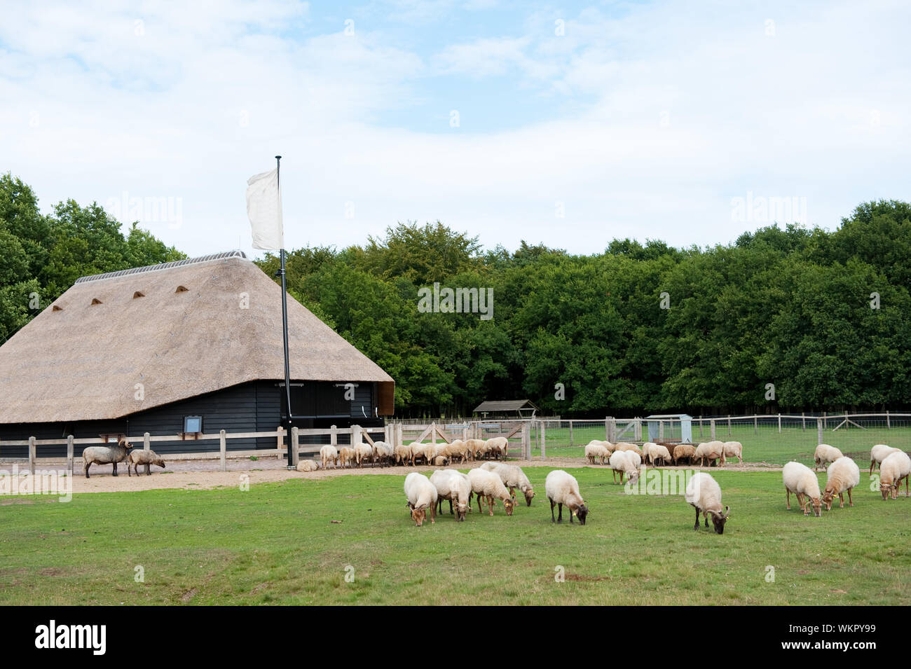 Bergerie typique hollandais en plein air avec des animaux Banque D'Images