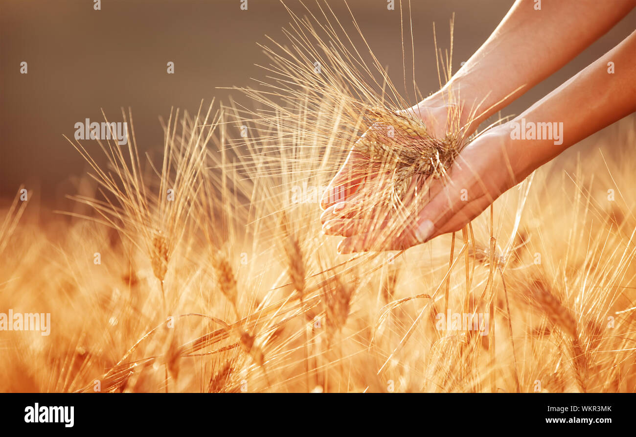 Femme mains touchant le champ de blé d'or Banque D'Images