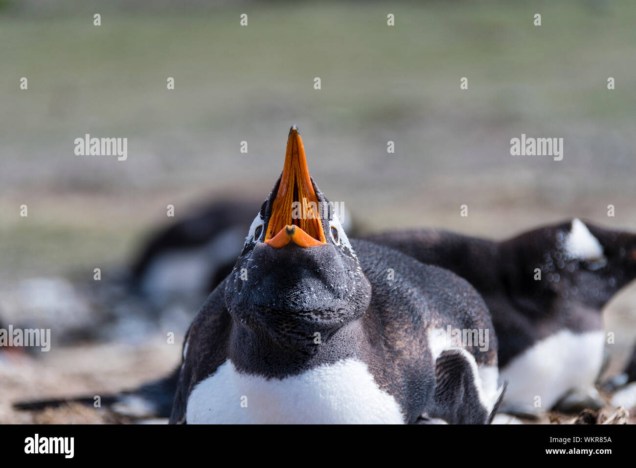 Gentoo pingouin, Pygoscelis papua, appelant avec la bouche ouverte, l'île de Sea Lion, dans les îles Malouines, Atlantique Sud Banque D'Images