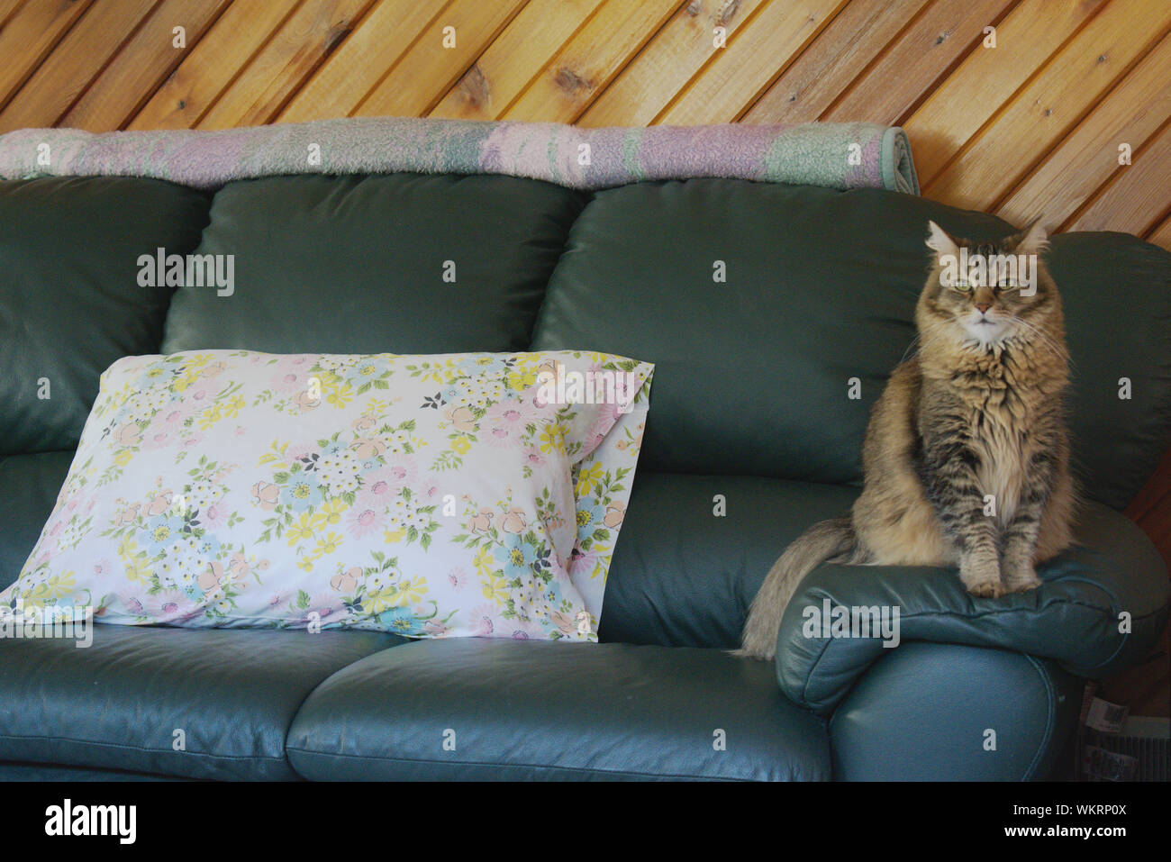 Cat qui pose pour photo Banque D'Images