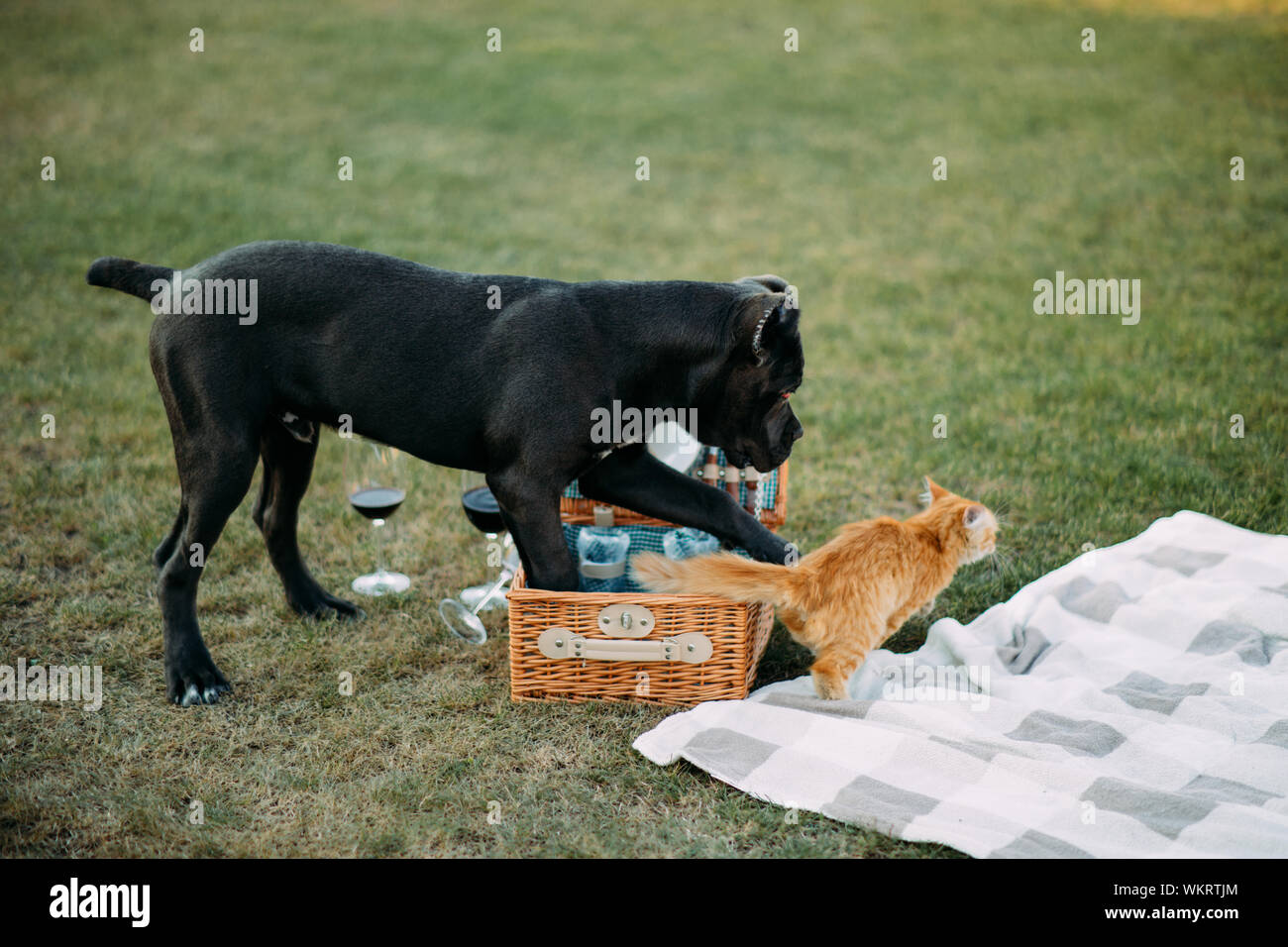 Chien de mastiff noir jouant sur la pelouse avec un chat rouge à côté des ustensiles de pique-nique et des verres à vin. Banque D'Images