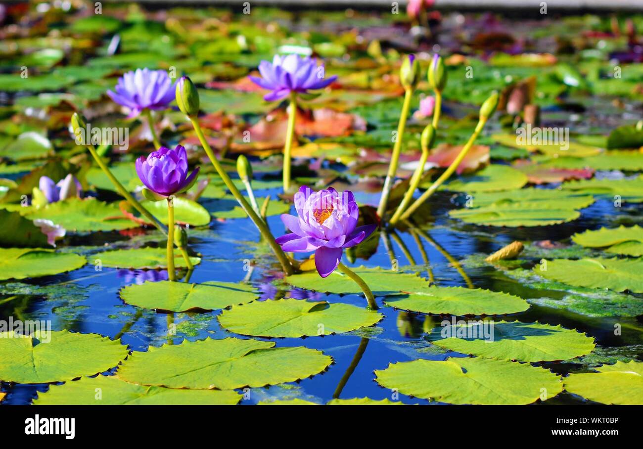 Grappe de nénuphars violets au San Angelo Water Lilly Jardin, San Angelo, Texas, Etats-Unis Banque D'Images