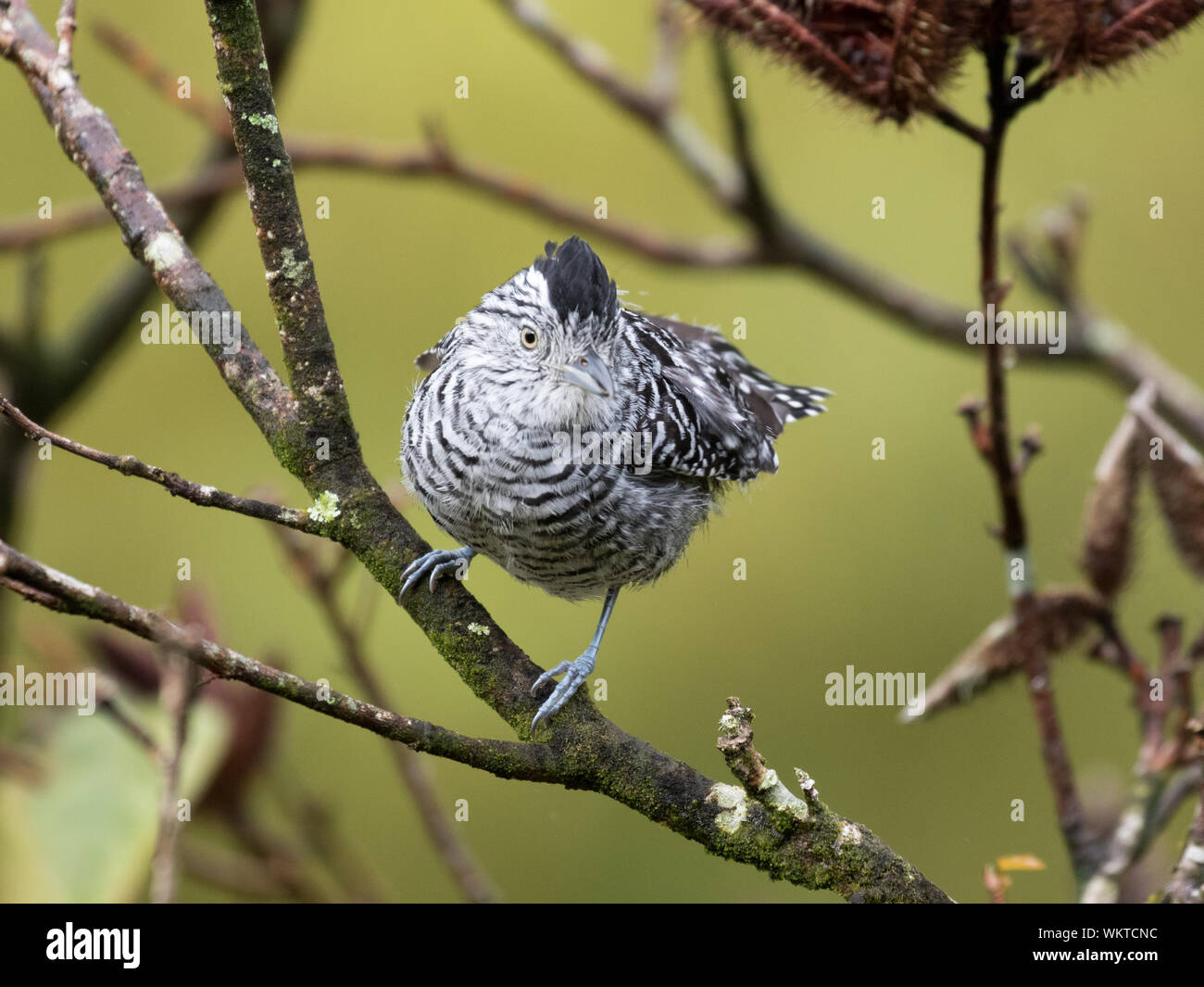 Prescription (Thamnophilus doliatus) Antshrike Banque D'Images