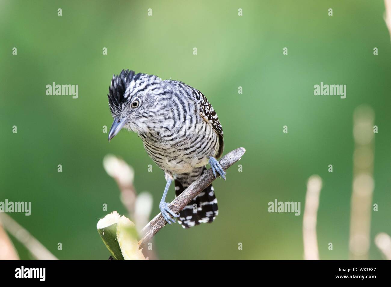 Prescription (Thamnophilus doliatus) Antshrike Banque D'Images