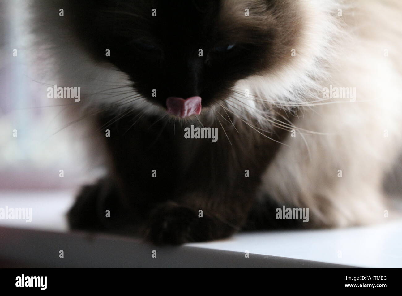 Temps de nettoyage Ragdoll Banque D'Images