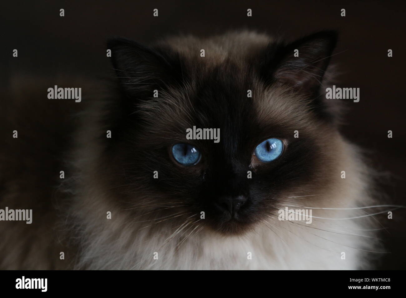 Contact avec les yeux du Ragdoll Banque D'Images