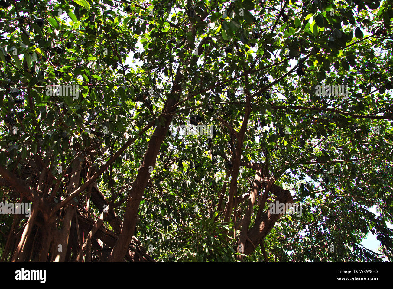 Marcher autour de la ville de Cairns, Queensland, Australie Banque D'Images