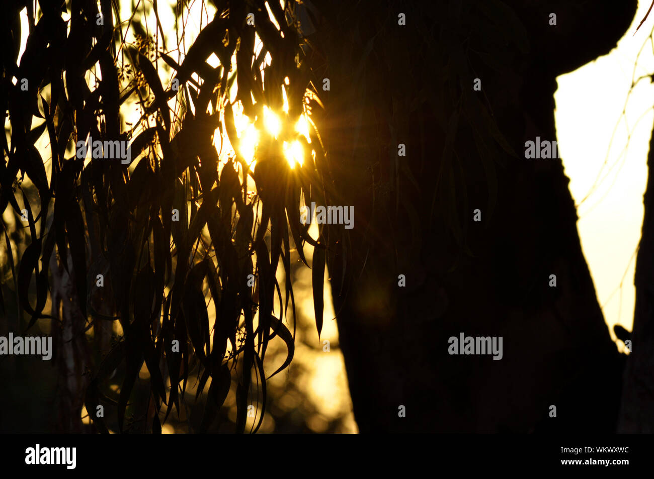 Coucher du soleil par un saule pleureur- nous pouvons apprécier la lumière du soleil à travers les feuilles et le tronc de l'arbre Banque D'Images