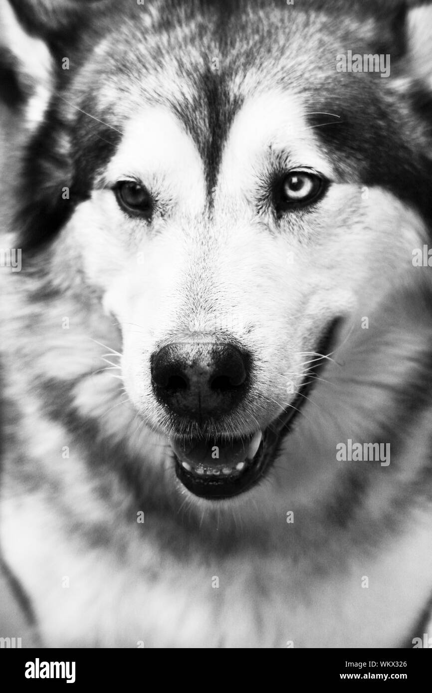 Portrait noir et blanc du chien husky Banque D'Images