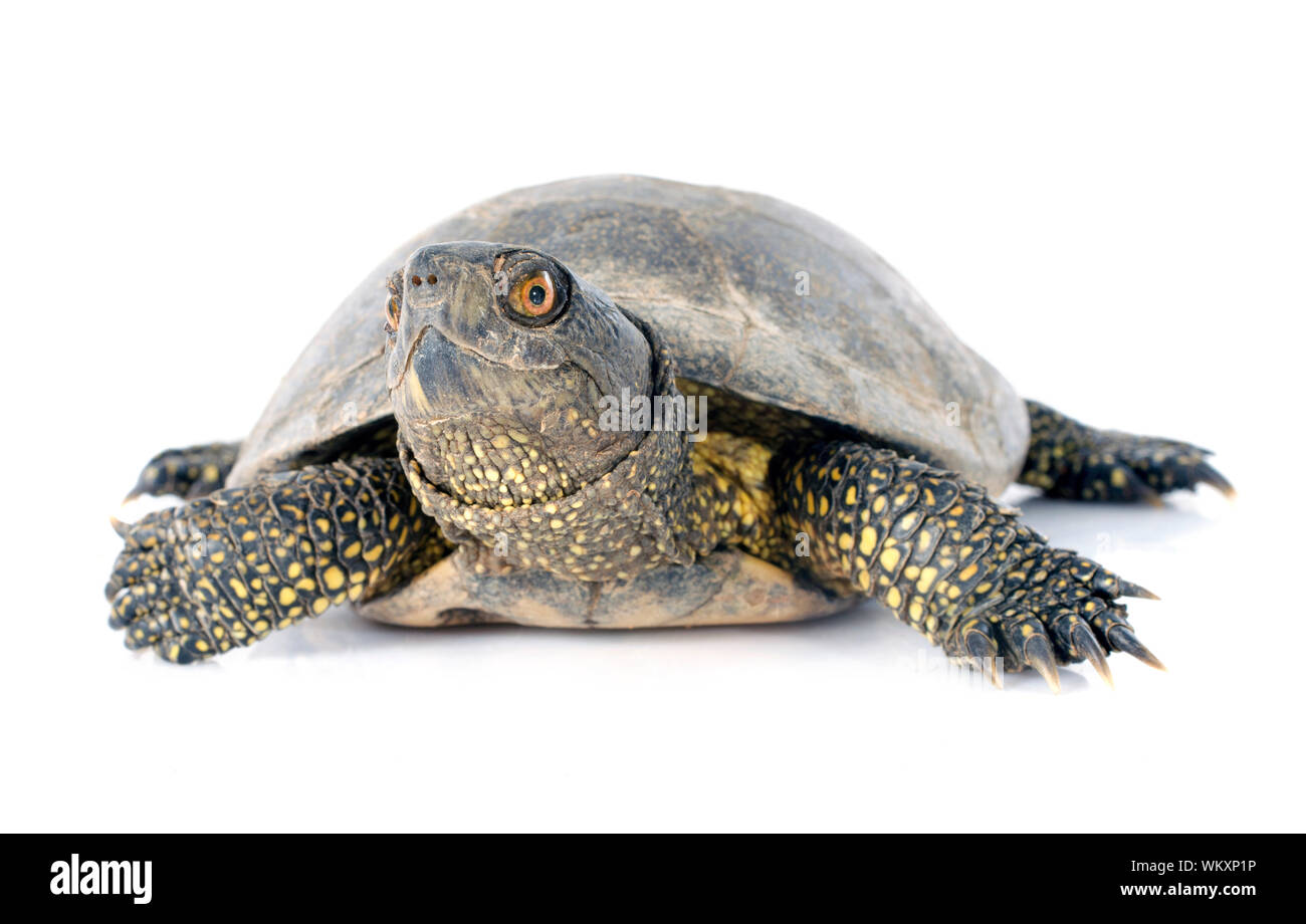 Tortue de l'Europe in front of white background Banque D'Images
