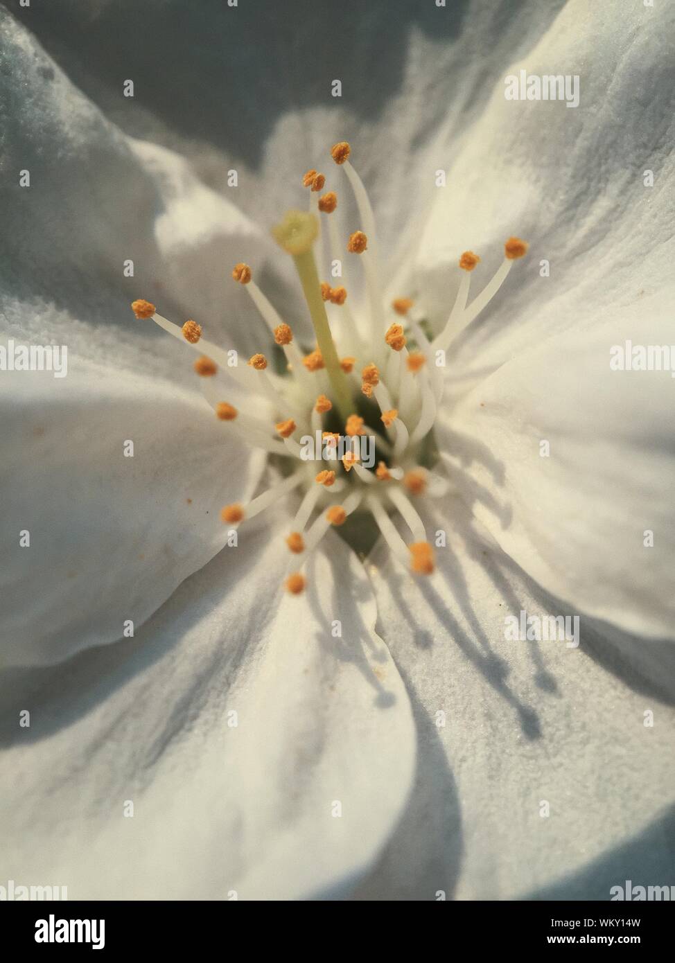 Full Frame Shot of White Hibiscus Banque D'Images
