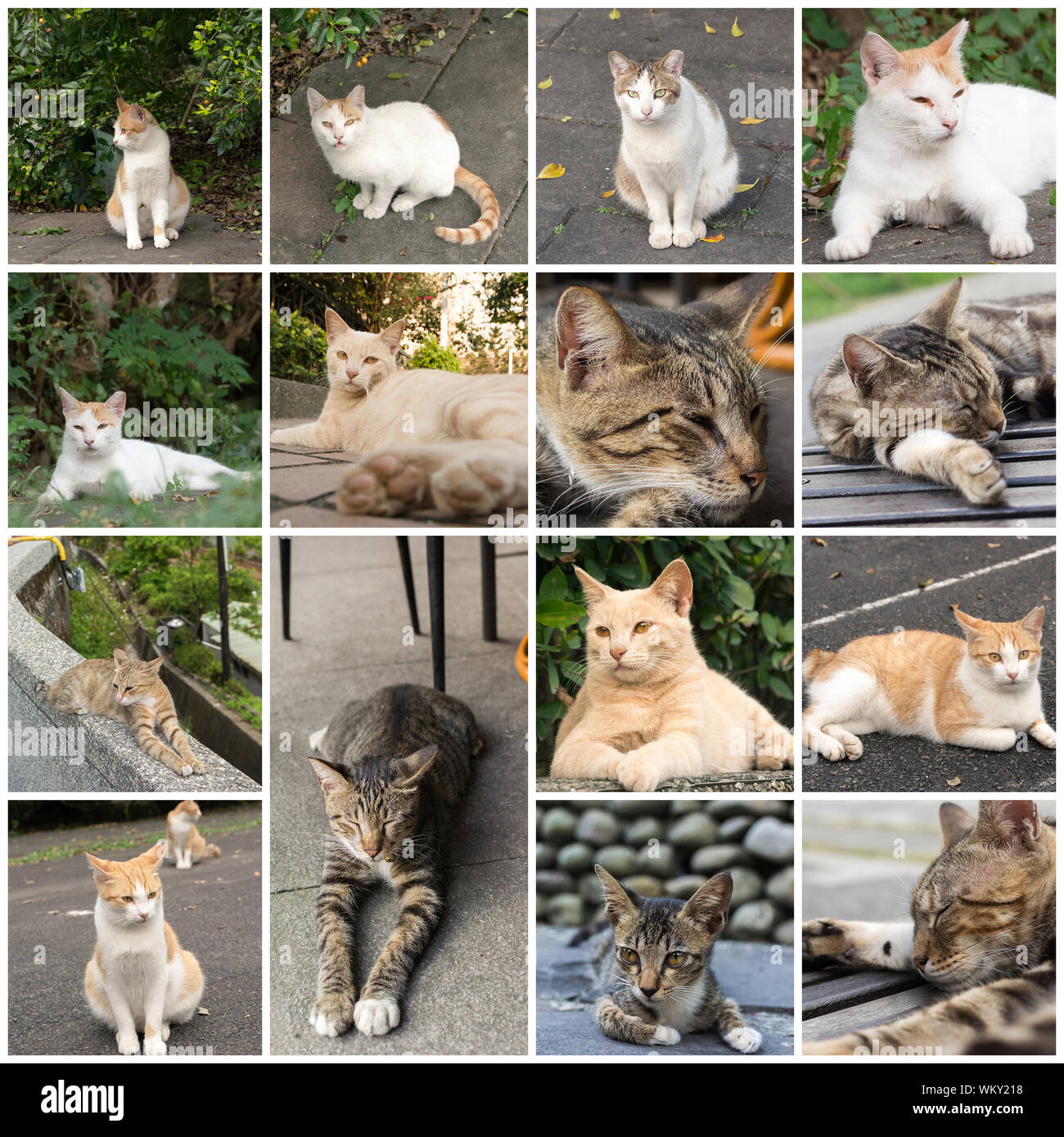 Cat cat sauvages en milieu urbain ville. Banque D'Images