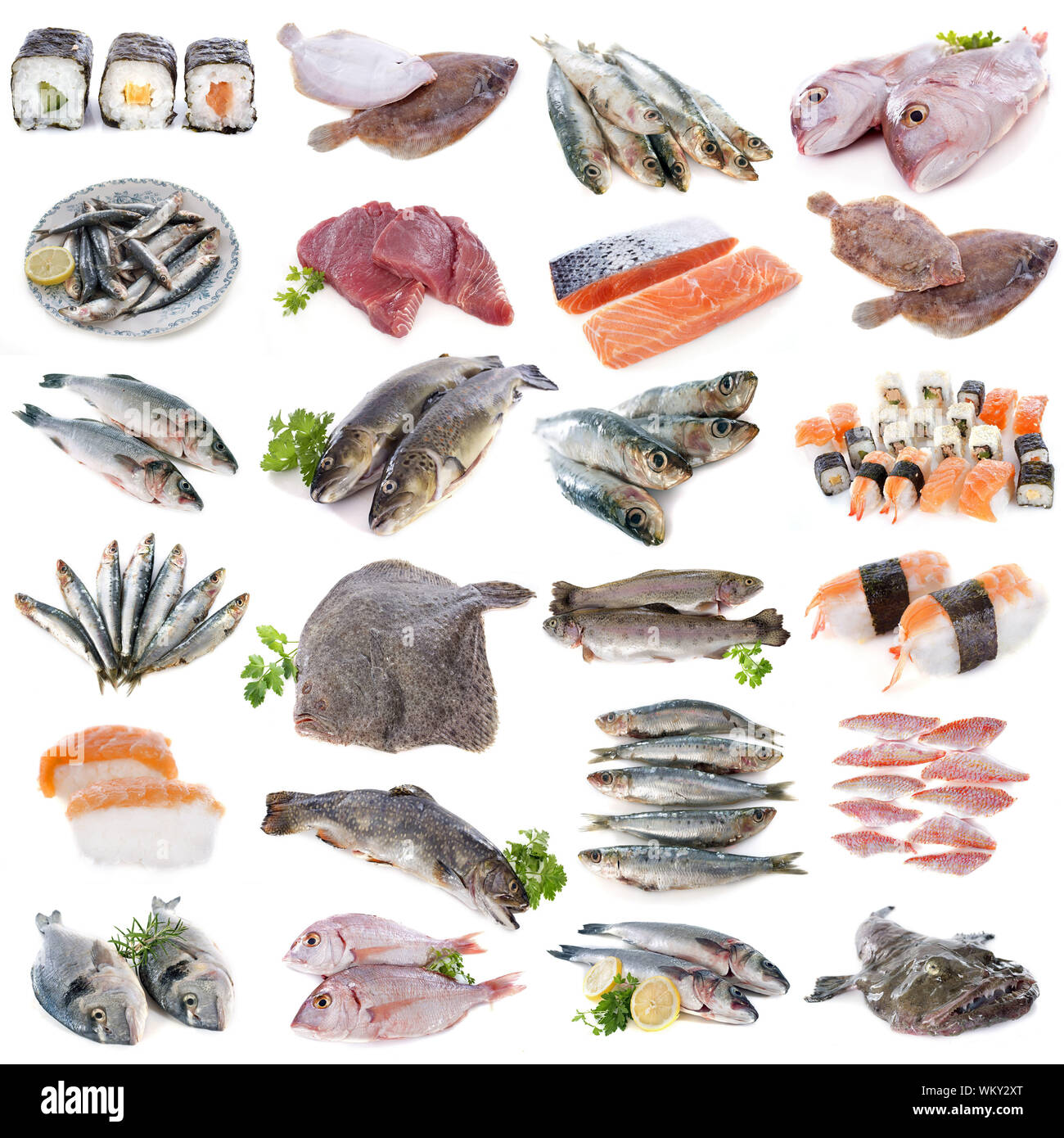 Groupe de poissons in front of white background Banque D'Images