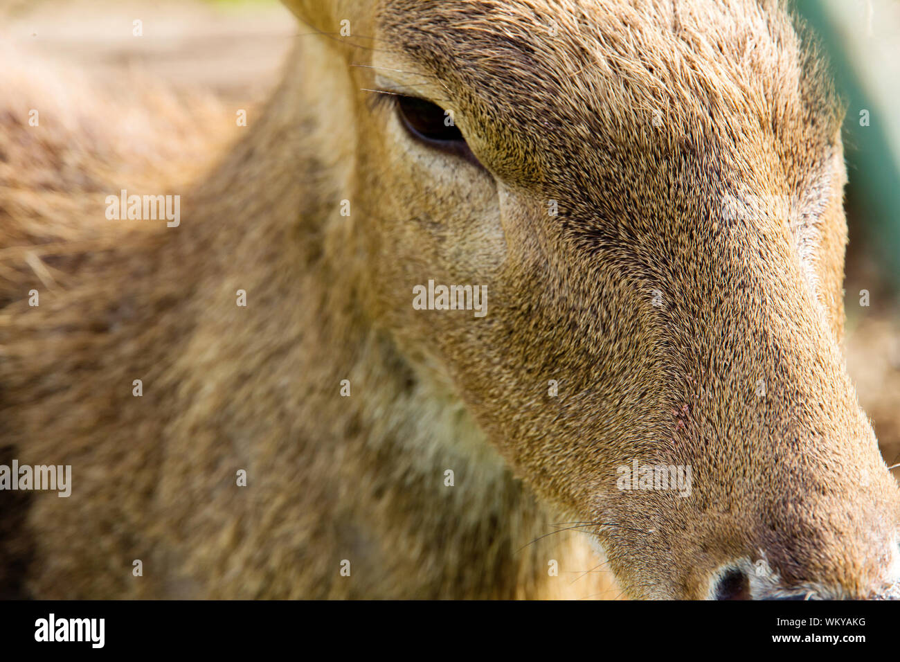 Cerf Axis Banque D'Images