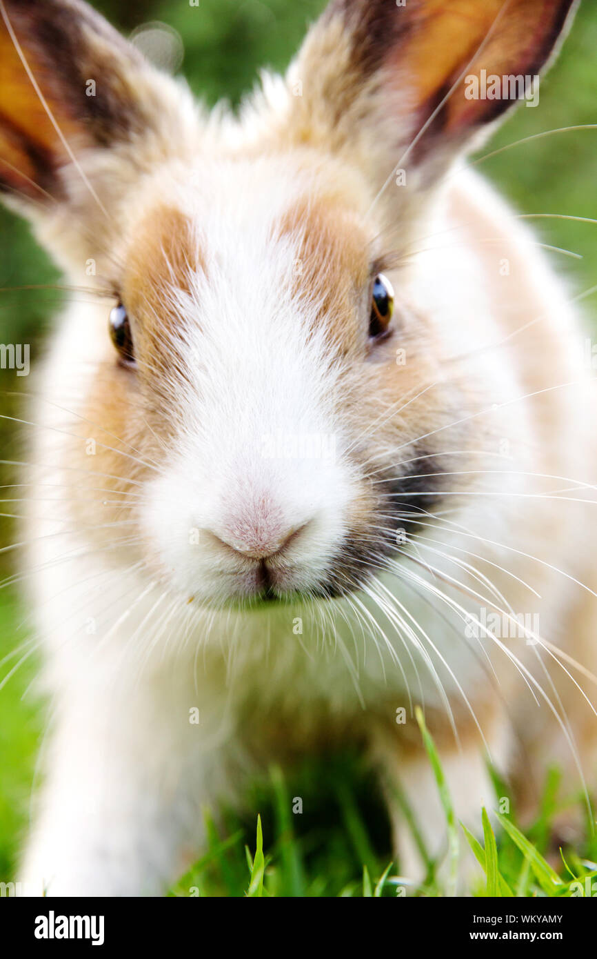 Lapin mignon sur l'herbe Banque D'Images