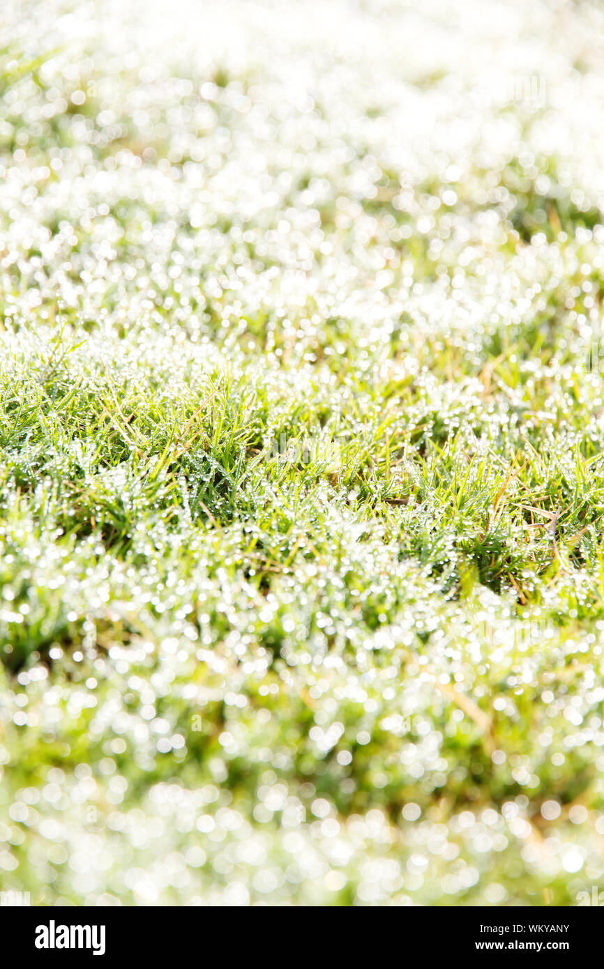 L'herbe verte du printemps frais Banque D'Images